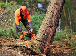 How Our Tree Care Process Works  in  Hurricane, WV